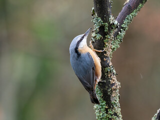 Kleiber (Sitta europaea)