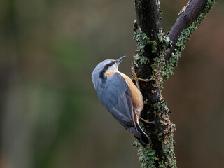 Kleiber (Sitta europaea)