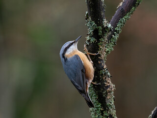 Kleiber (Sitta europaea)