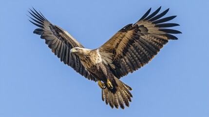 Fototapeta premium Majestic White-Tailed Eagle Soaring Against Clear Blue Sky