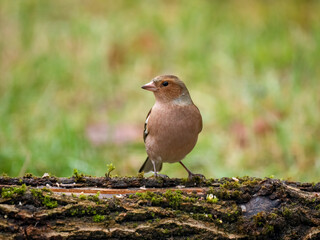 Buchfink (Fringilla coelebs)