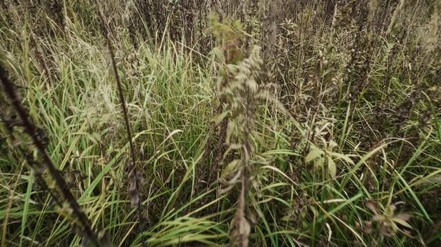 Walking through wild high grass of an meadow from low angle. Animal point of view. Passing through grass. Autumn, fall season. Dry vegetation. Unkept lawn, no to mowing. High quality 4k footage