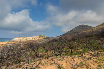 Leafless Trees Amidst the Mountain Landscape