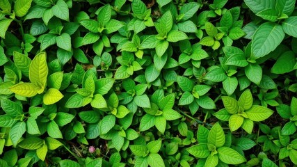 Fototapeta premium Lush green foliage background with vibrant texture, organic, background