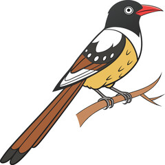 A vibrant black-and-white and yellow-brown bird with a red beak