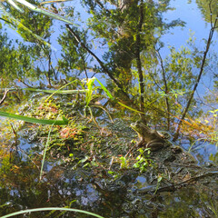 Obraz premium Frog in a pond