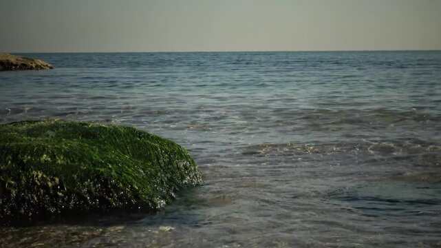 A large rock covered with green algae on the seashore