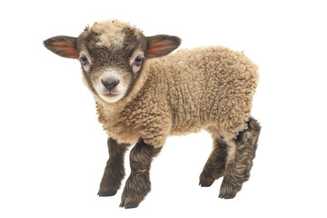 Obraz premium A cute baby lamb with soft wool and curious expression, standing on a white isolated background, perfect for agricultural or wildlife themes.