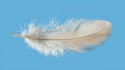 Obraz premium A delicate white feather against a blue background.