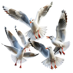 Fototapeta premium seagulls in flight