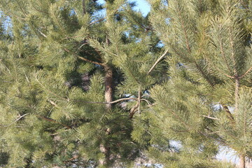 spring in the forest