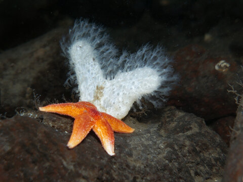 An orange starfish next to a white soft coral