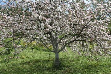apple tree in bloom