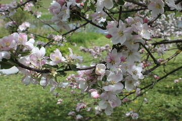 tree blossom