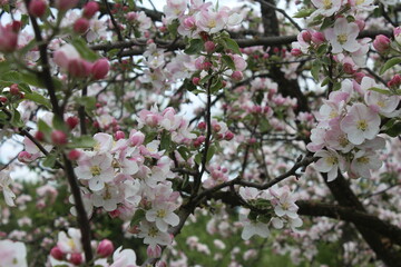 blossom in spring