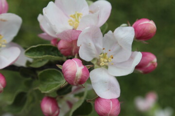 Flower: pistils, stamens...