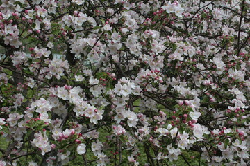pink cherry blossoms