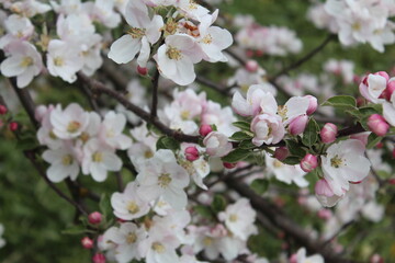 cherry blossom
