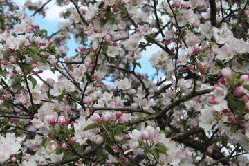 blossom in spring