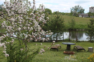 Cottage in the spring during the flowering of the apple tree