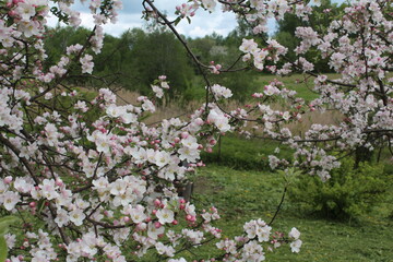 
Blooming apple tree
