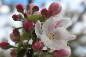The apple tree is blooming flowers