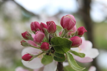 Apple blossom buds