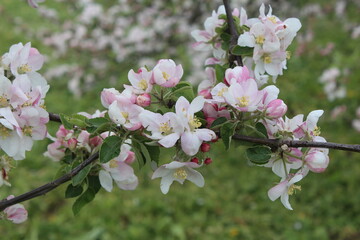 The apple tree is blooming in the garden...