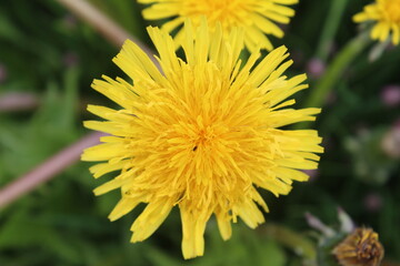 yellow dandelion flower