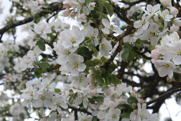 Blooming apple tree