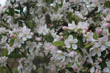 pink and white flowers