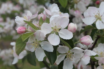 Apple tree flowers close-up