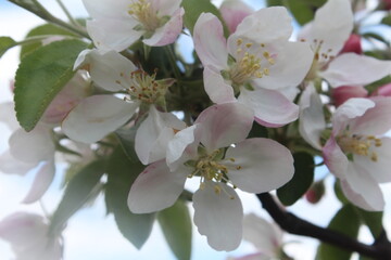 apple tree blossom