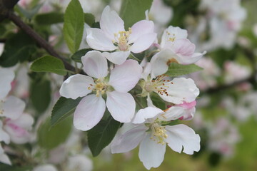 Apple Blossom