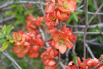 red and yellow flowers