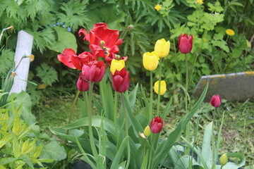 tulips in garden
