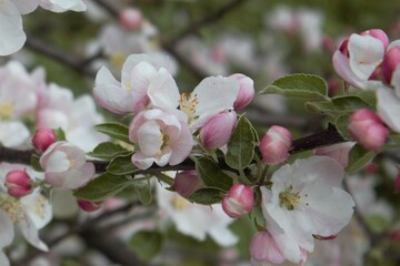 cherry blossom