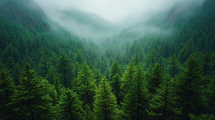 Fototapeta premium A dense forest of pine trees with green needles and dark brown trunks is seen from above during a rainstorm, capturing the contrast of colors and textures in a natural landscape