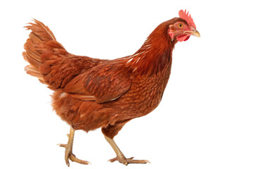 Fototapeta premium Happy Brown Hen Walking Isolated on White Background