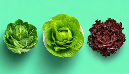 Obraz premium Fresh lettuces on a vibrant green background.