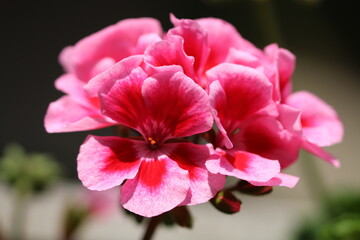 home grown and meadow flowers closeup 