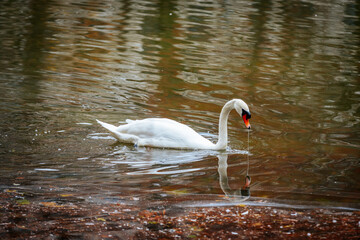 A serene white swan with an orange beak gliding gracefully on a reflective pond surrounded by autumnal hues. Water droplets dripping from its beak.
