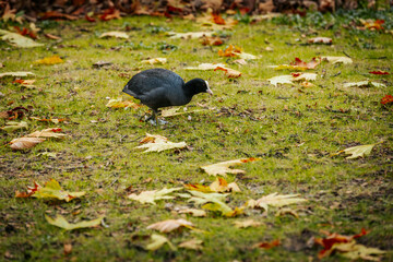 A coot bird foraging on green grass, surrounded by scattered fallen leaves. The bird's dark...