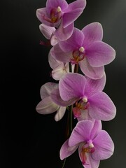 Naklejka premium purple orchid on black background