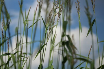 Grass closeup on windy summer day