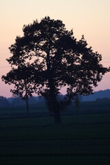 Obraz premium A solitary tree stands tall in a rural field, silhouetted against the warm hues of dusk. The fading light casts a soft, atmospheric glow over the scene, evoking feelings of peace, and solitude