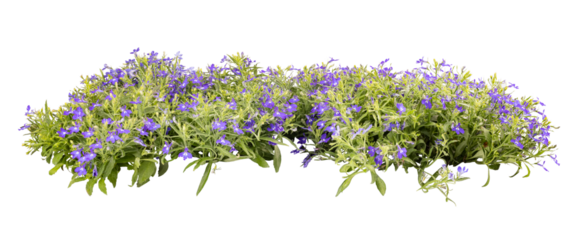 Edging lobelia with vibrant purple flowers
