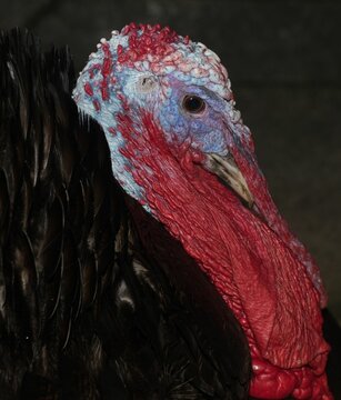 Enorme ave pavo con su cresta o moco con sus colores rojos azulados