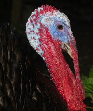 Enorme ave pavo con su cresta o moco con sus colores rojos azulados