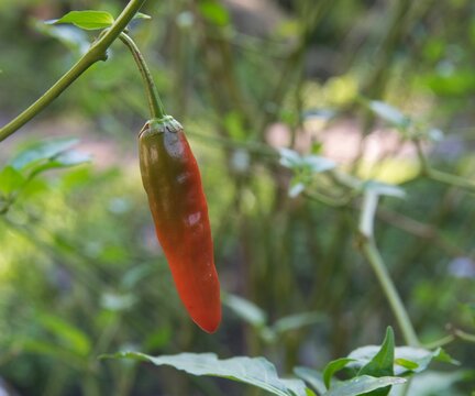 Una planta de aj&iacute;e con un fruto rojo que est&aacute; madurando